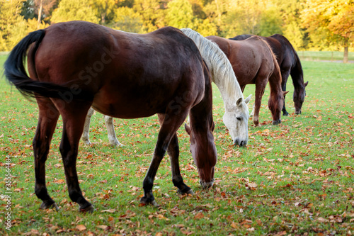 A row of beautiful horses pasturing in a meadow in Autumn