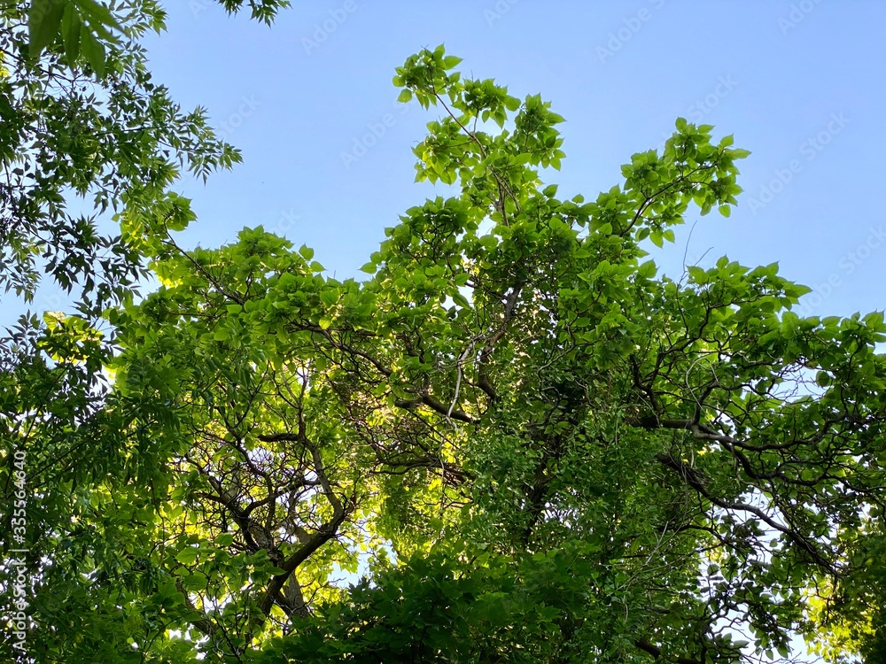 Fototapeta premium green leaves and sky