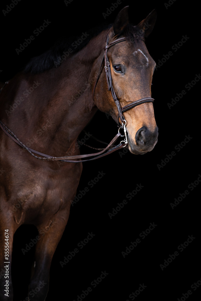 Obraz premium Bay Horse