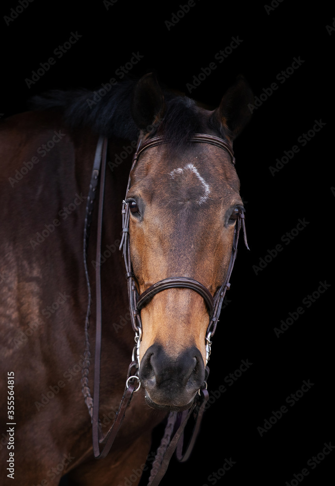 Bay Horse Bay Horse