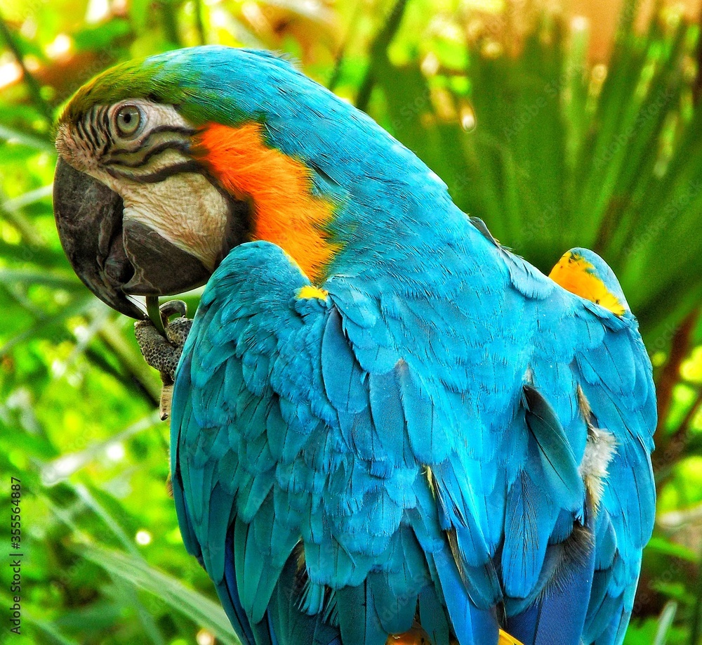 Naklejka premium blue and yellow macaw