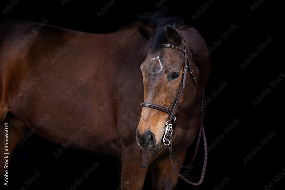 Obraz premium Bay Horse