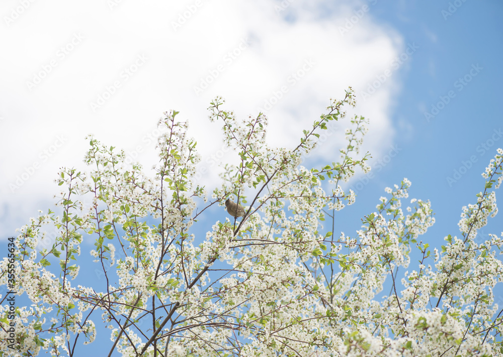 Sparrow in white Apple blossoms. Spring Sparrow in white Apple blossoms. Spring