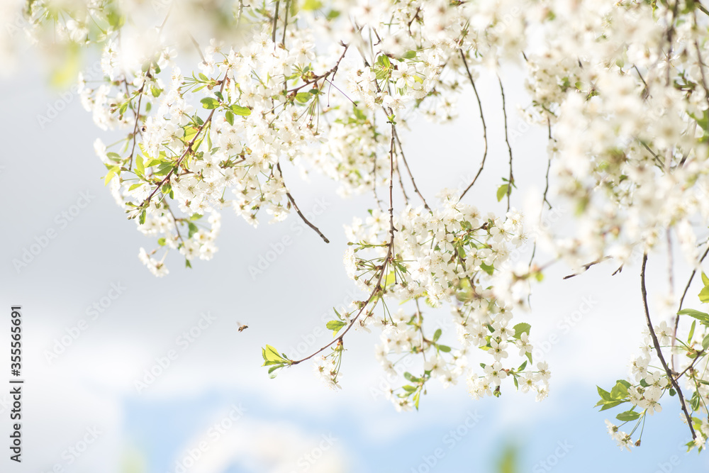 White Apple blossoms. Spring. Cherry Blossom with Soft focus and color filter. Sakura season Background