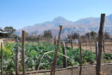 vegetable garden in Lesotho