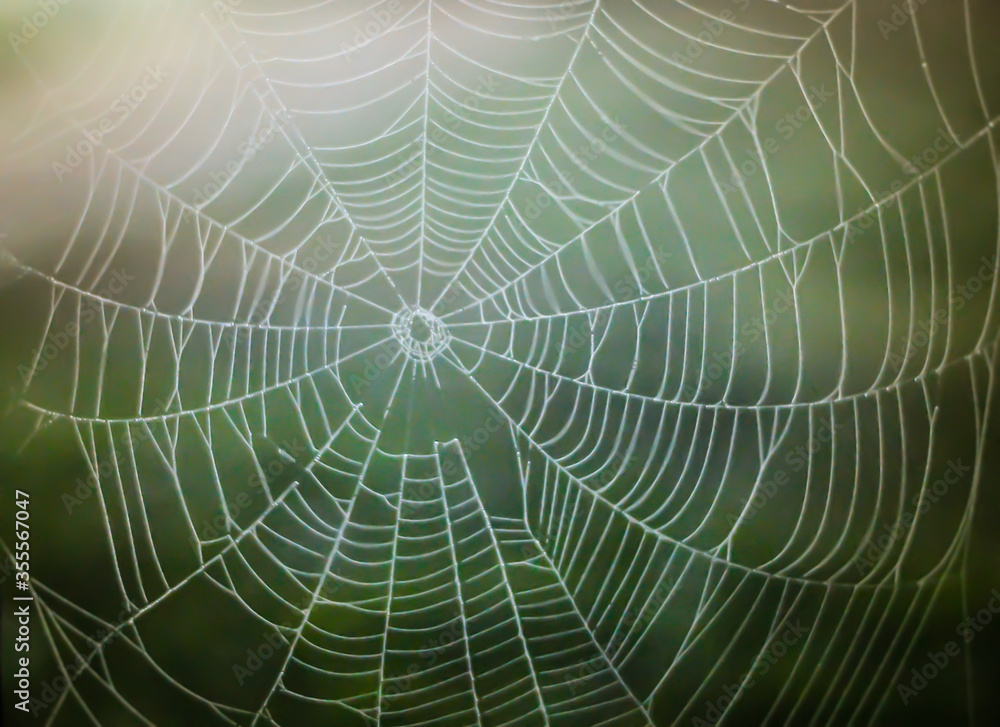 spider web with dew drops spider web with dew drops