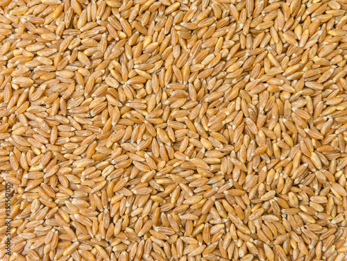 spelt grain. spelt. Macro spelt grain isolated on white background, top view. Полба. Глютен. gluten. Gluten-free