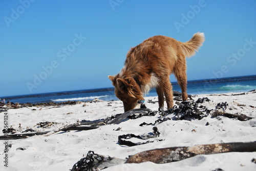 dog on the beach