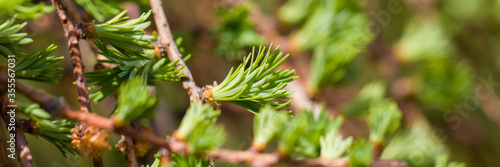 Fresh budding needle-like leaves of Larch in spring. Blurred background