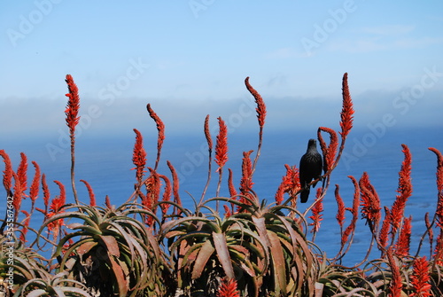 black bird in red flowers