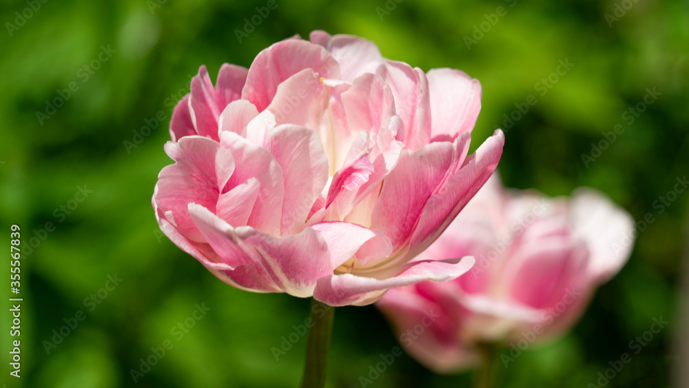 pink tulip double sugar macro pink tulip double sugar macro