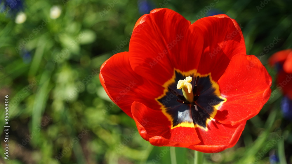 spring blooming tulips many colors of tulips spring blooming tulips many colors of tulips