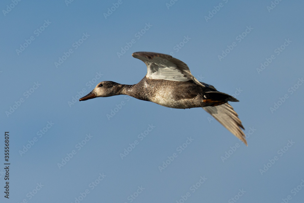 Obraz premium wild duck flying, seen in the wild in a North California marsh