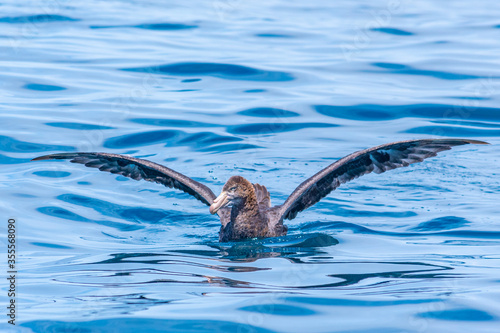 Northern giant petrel near Kaikoura, New Zealand