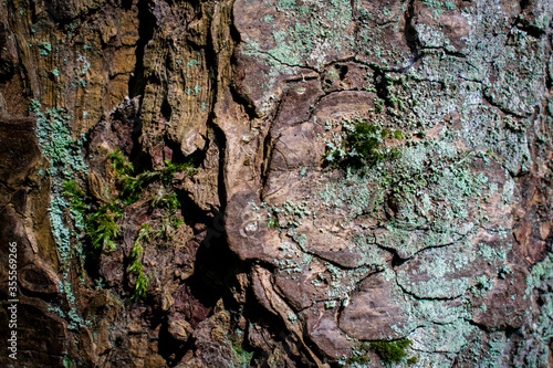 texture tree bark 3