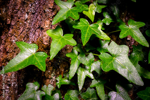 green ivy on tree in the oregon forest 2
