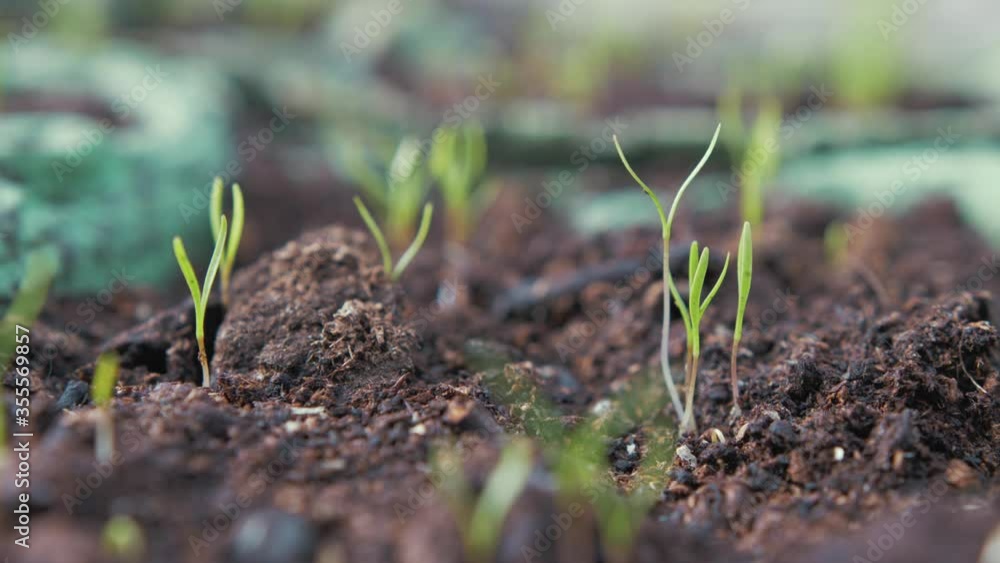 Carrots sprouting up from egg carton close up Carrots sprouting up from egg carton close up