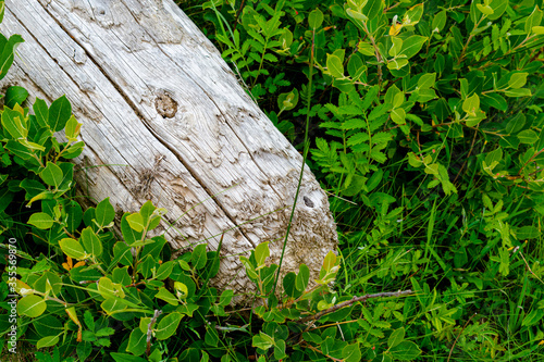 driftwood on the Oregon coast with green plants