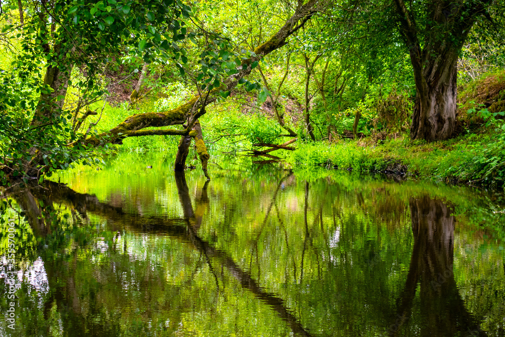 Obraz premium Creek Reflection in Central Oregon