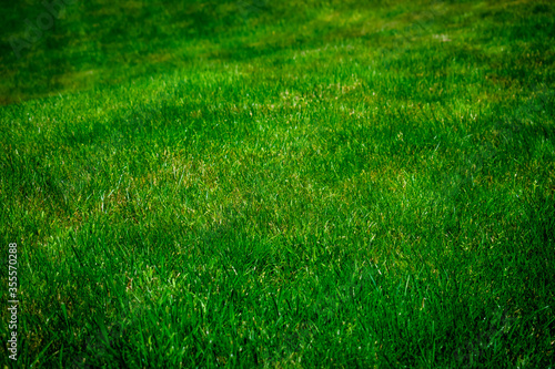 green grass texture