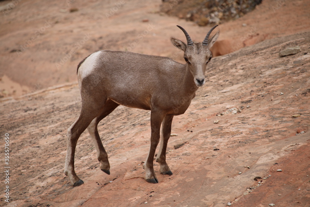 Obraz premium goat on the rocks