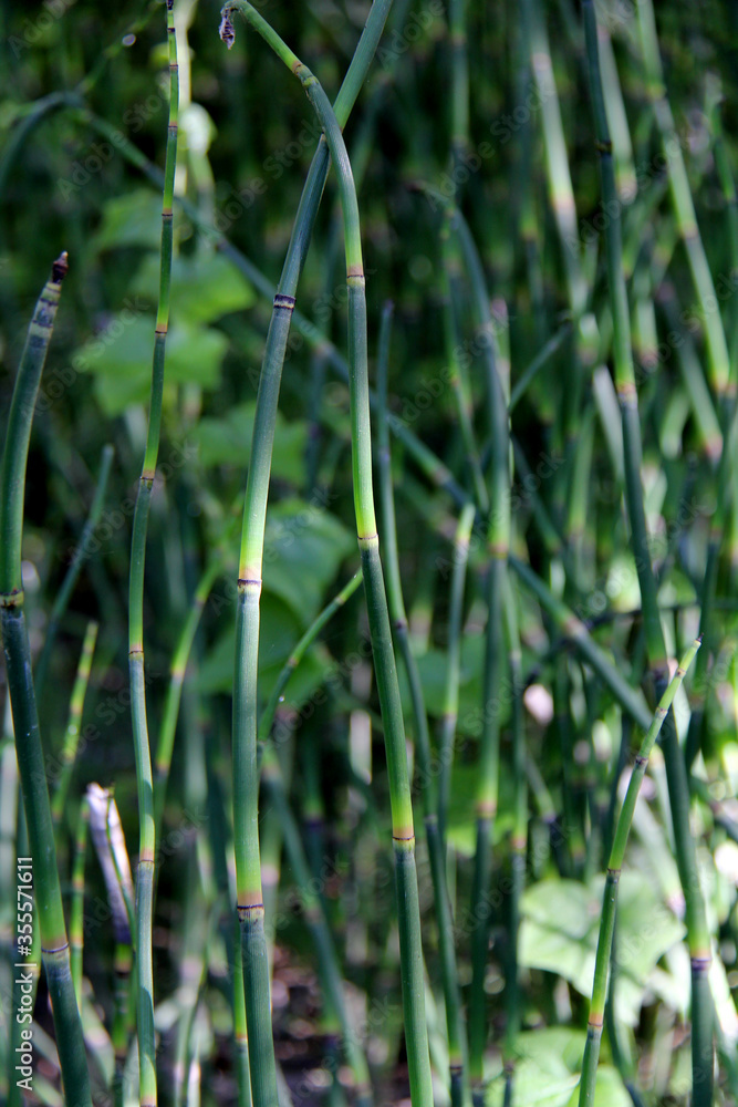 Obraz premium Close of horsetail grass called Equisetum hyemale 