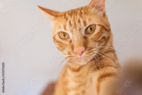 Red tabby cat with orange and big eyes