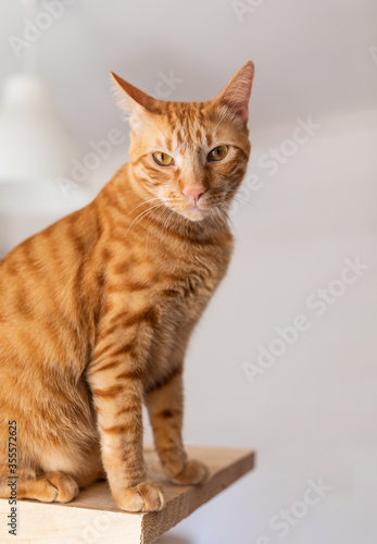 Orange cat sitting and looking at the camera