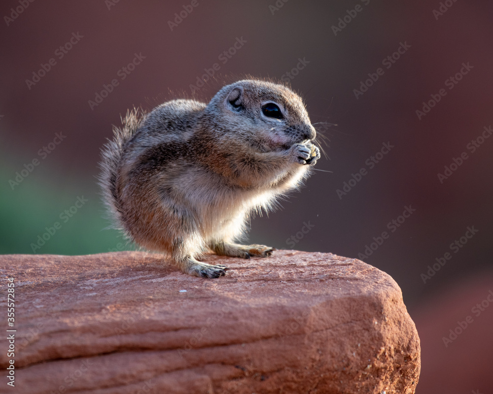Harris's Antelope Squirrel perched on a red rock at Valley of Fire State Park. Harris's Antelope Squirrel perched on a red rock at Valley of Fire State Park.