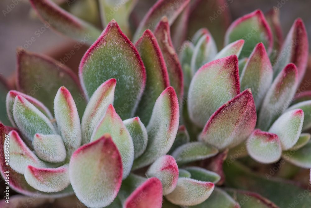 succulent leaf succulent leaf