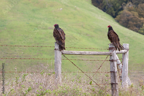 Two turkey vultures perched on fence posts looking for something to each photo