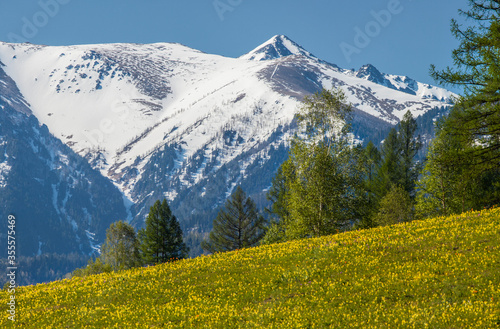 Spring in the mountains. Green forests and meadows, snow-capped peaks and blue sky. 