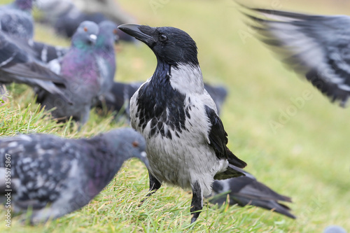 Hooded crow on the grass among the pigeons