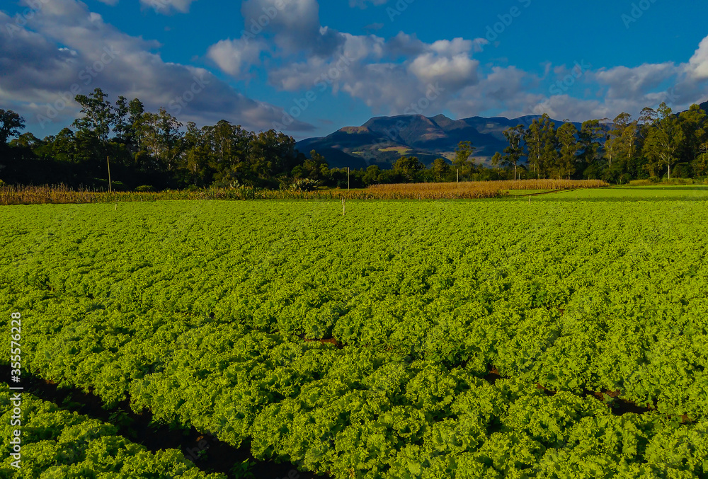 green field and blue sky green field and blue sky