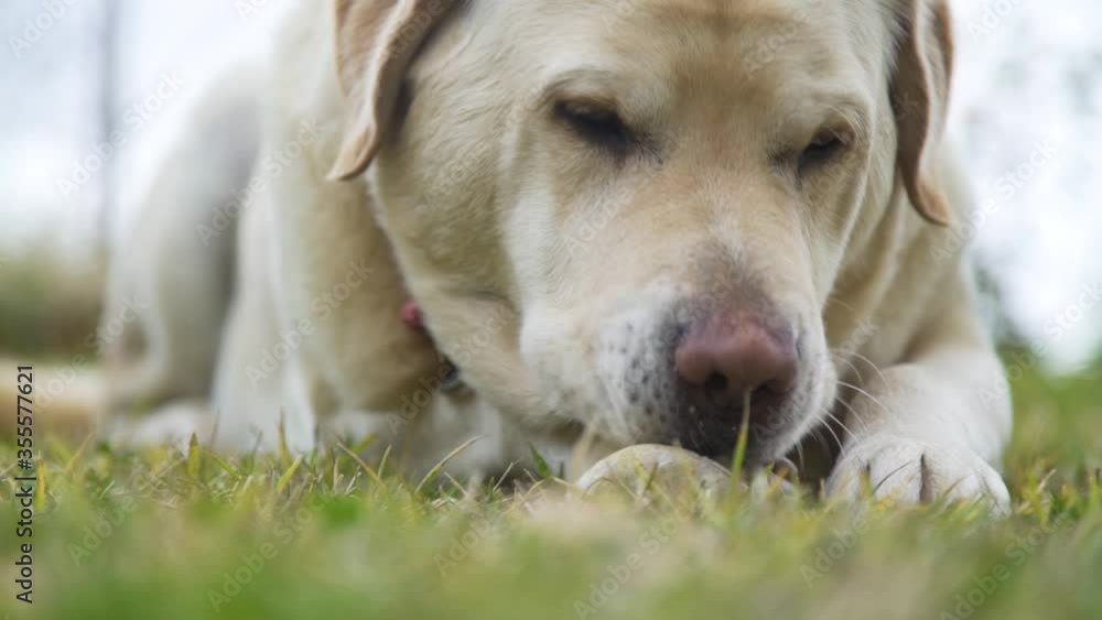 playfull Labrador laying down in the grass, playing with a rock playfull Labrador laying down in the grass, playing with a rock