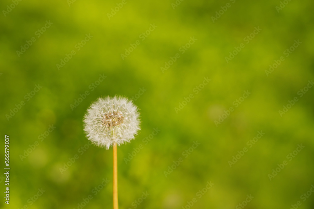 Blowball dandelion on a background of green grass.