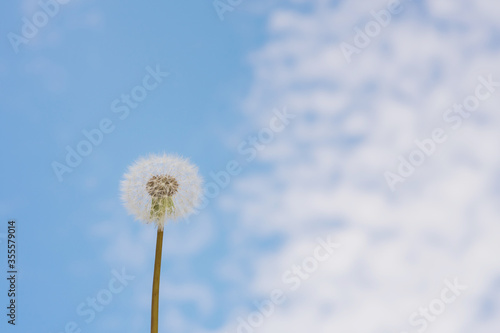 Blowball dandelion on a background of blue clear sky.