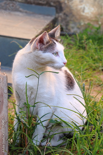 Beautiful white cat in the grass. Side view.