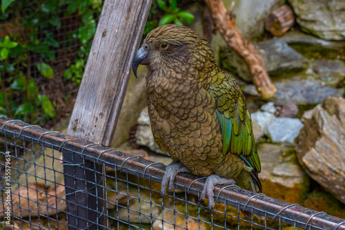 Kea parrot at Kiwi birdlife park in Queenstown, New Zealand photo