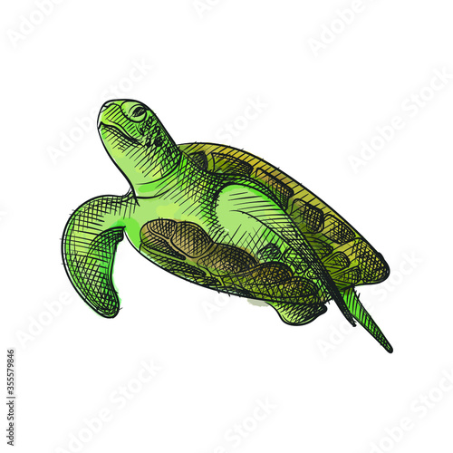 Watercolor colorful sketch of small green turtle drawn on a white background. Ocean life. Underwater creatures. Aquarium plants and animals	
