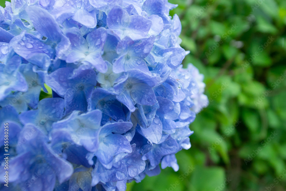 雨上がりの紫陽花 雨上がりの紫陽花
