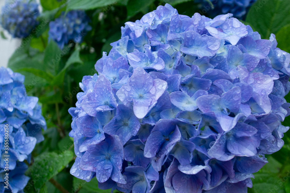 雨上がりの紫陽花 雨上がりの紫陽花