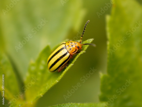 Macrophotography of insects on green leaves and flowers