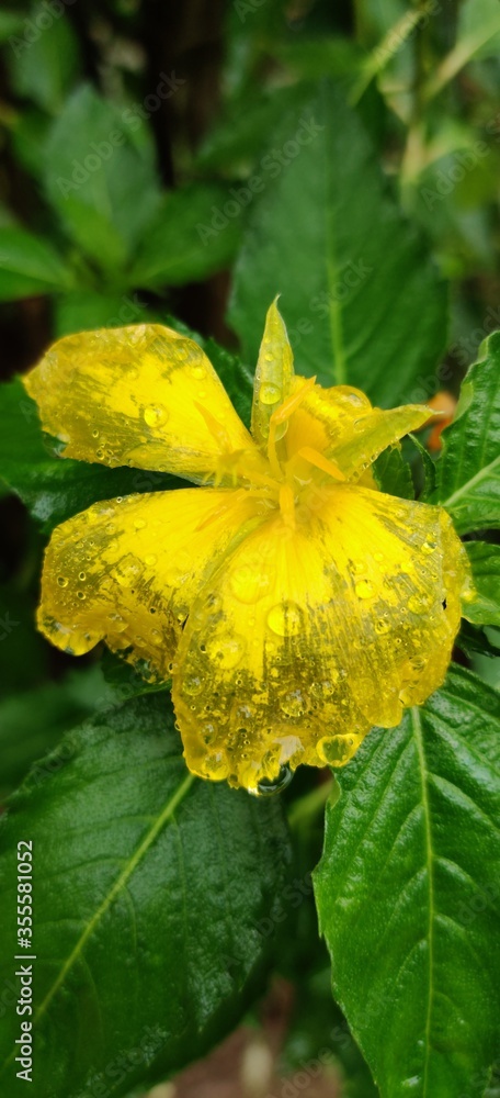 yellow flower in the garden yellow flower in the garden