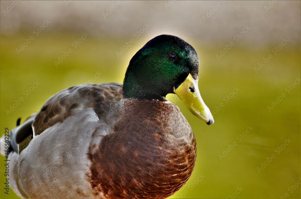Obraz premium Mallard duck (Anas platyrhynchos) looking down, river background