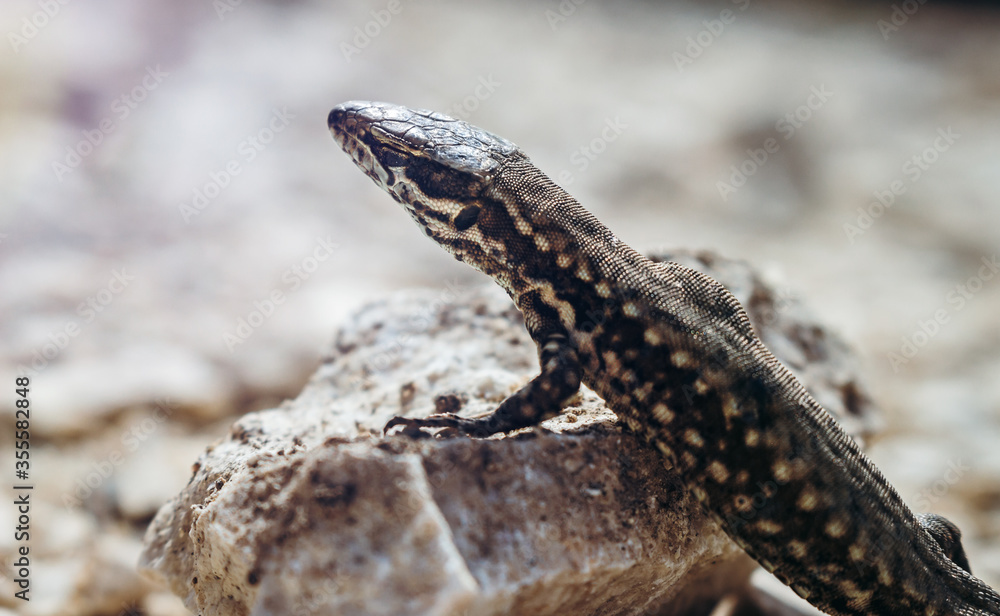 Common wall lizard basking on hot rocks. Podarcis muralis sunbathing on a small stone. Close up, side view. Common wall lizard basking on hot rocks. Podarcis muralis sunbathing on a small stone. Close up, side view.