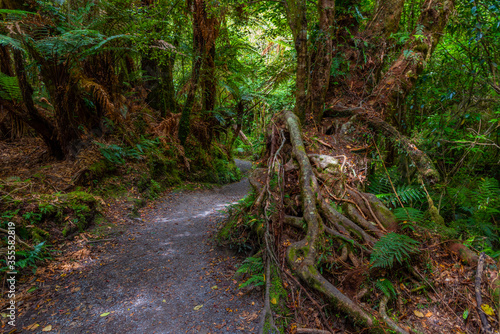 Rain forest at the Catlins region of New Zealand photo