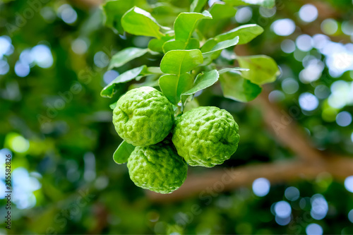 Three bergamot fruits on bergamot tree with light bokeh background