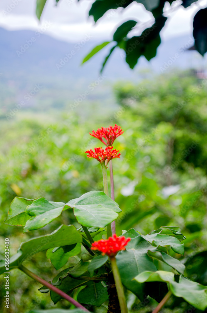 colorful flowers of the Peruvian jungle
