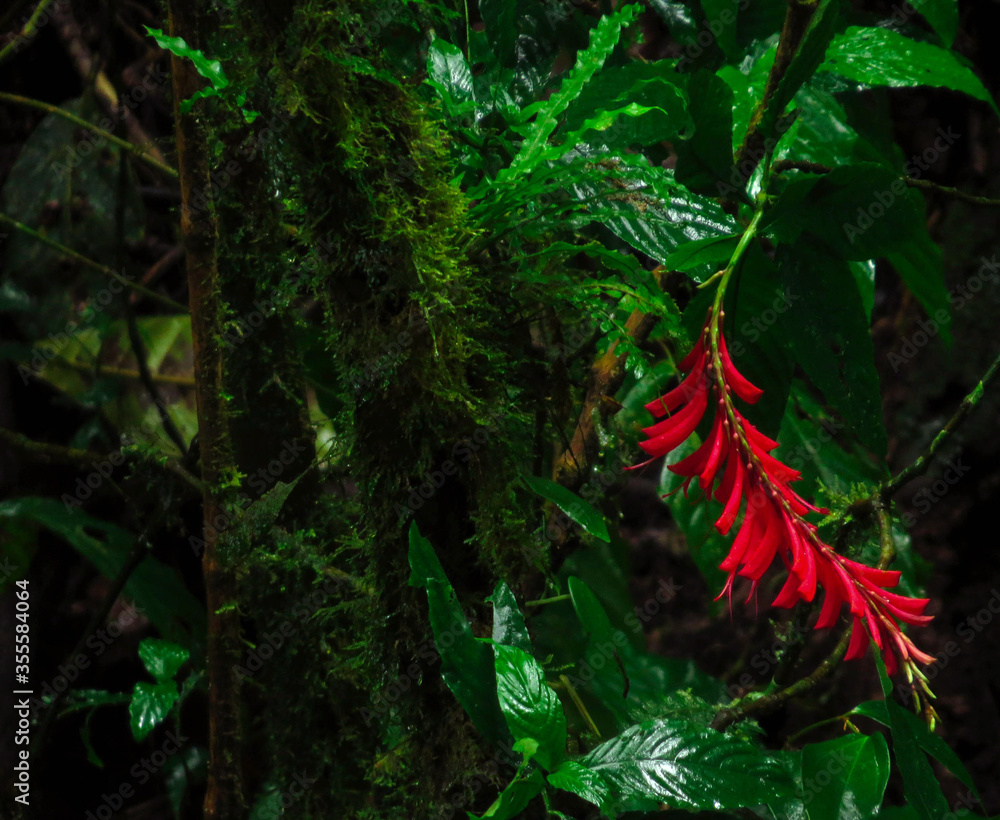 Red flower in the cloud forest of Monteverde, Costa Rica Red flower in the cloud forest of Monteverde, Costa Rica